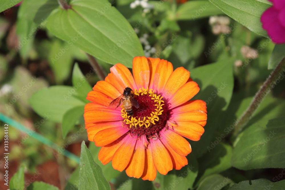 Flower & Bee - A Symbiotic Relation - Collecting Nectar Flower & Bee - A Symbiotic Relation - Collecting Nectar