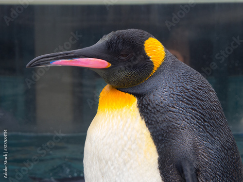 Side view of an emperor penguin, head shot with beak in high details