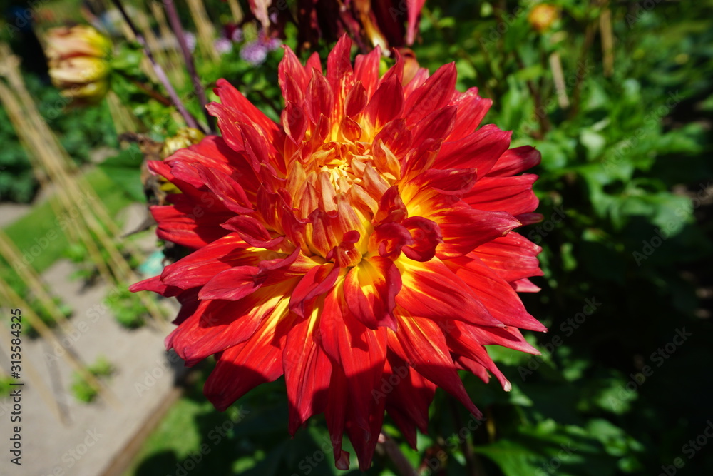 Dahlia at Egeskov Slot / Castle, Denmark Dahlia at Egeskov Slot / Castle, Denmark