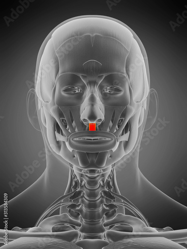 3d rendered medically accurate muscle anatomy illustration - depressor septi nasii photo