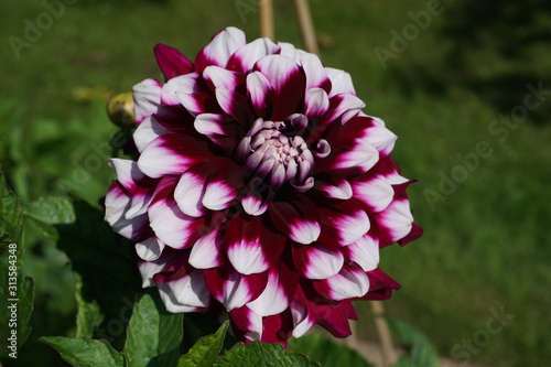 Dahlia at Egeskov Slot / Castle, Denmark