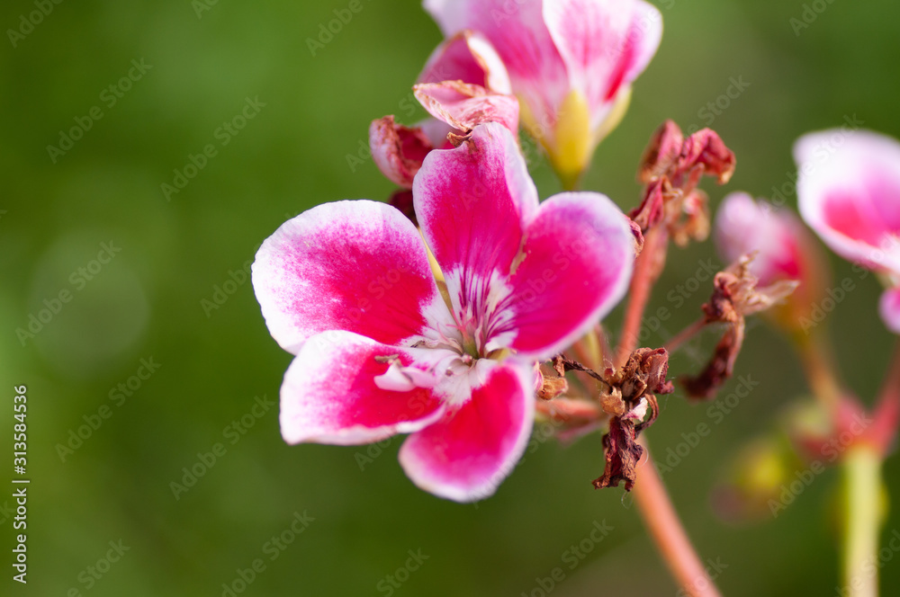 Pelargonium Pink flower, close up. Rose Geranium, pink blossom with purple strips. Scented Pelargonium Graveolens is plant in the family Geraniaceae. Blurred background. Pelargonium Pink flower, close up. Rose Geranium, pink blossom with purple strips. Scented Pelargonium Graveolens is plant in the family Geraniaceae. Blurred background.