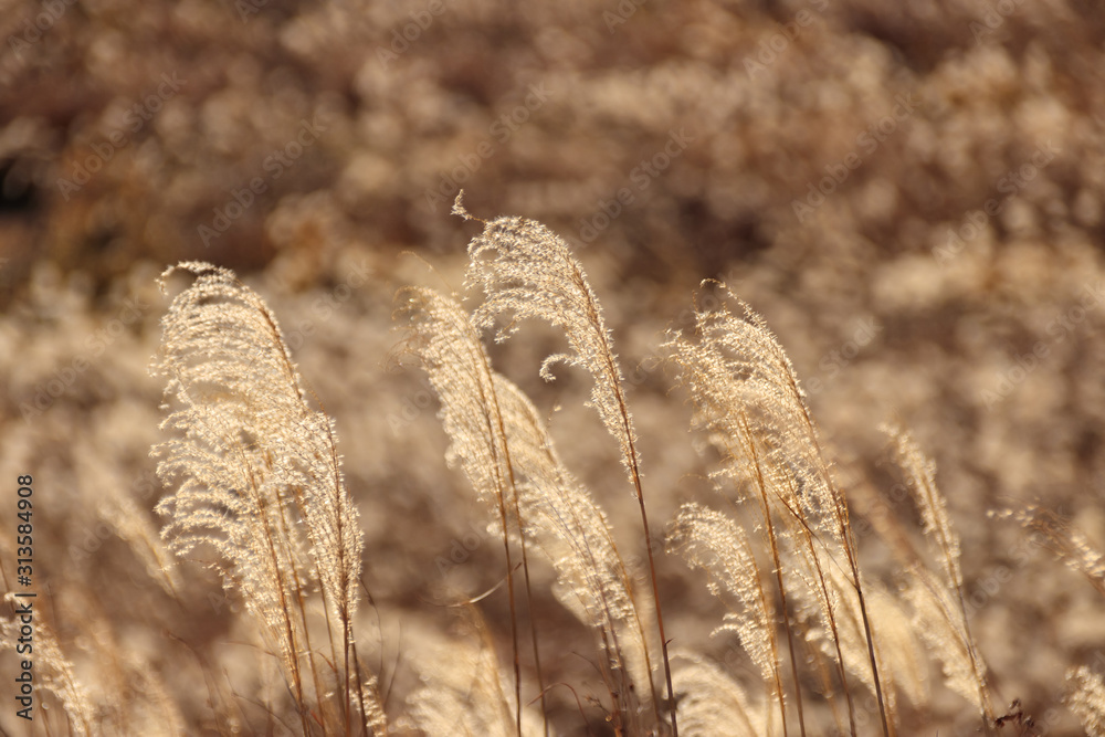 Fototapeta premium 秋吉台 すすき 山口県美祢市 Akiyoshidai Susuki Yamaguchi Mine city