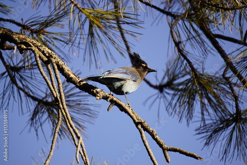 Stellar Jay Grand Canyon Arizona USA
