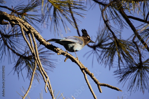 Stellar Jay Grand Canyon Arizona USA
