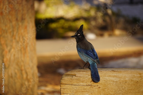 Stellar Jay Bryce Canyon Utah USA