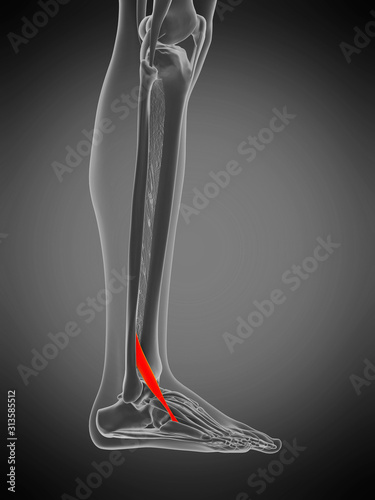 3d rendered medically accurate muscle anatomy illustration - peroneus tertius photo