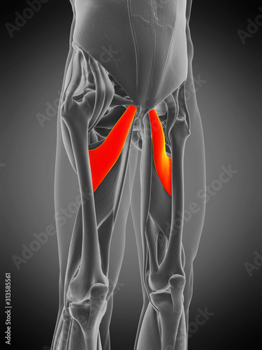 3d rendered medically accurate muscle anatomy illustration - adductor brevis