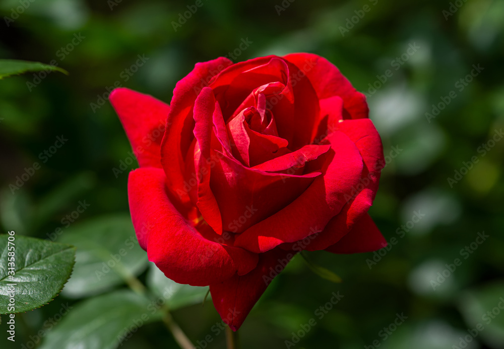 Rose flower. Photo plants in the garden on a green background. Soft focus. Rose flower. Photo plants in the garden on a green background. Soft focus.