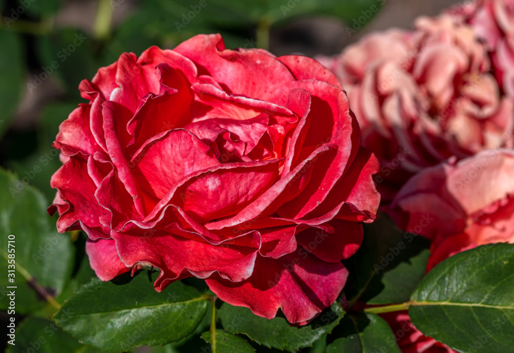 Rose flower. Photo plants in the garden on a green background. Soft focus. Rose flower. Photo plants in the garden on a green background. Soft focus.