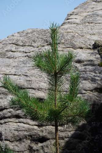 Pine at Bastei, Dresden, Germany