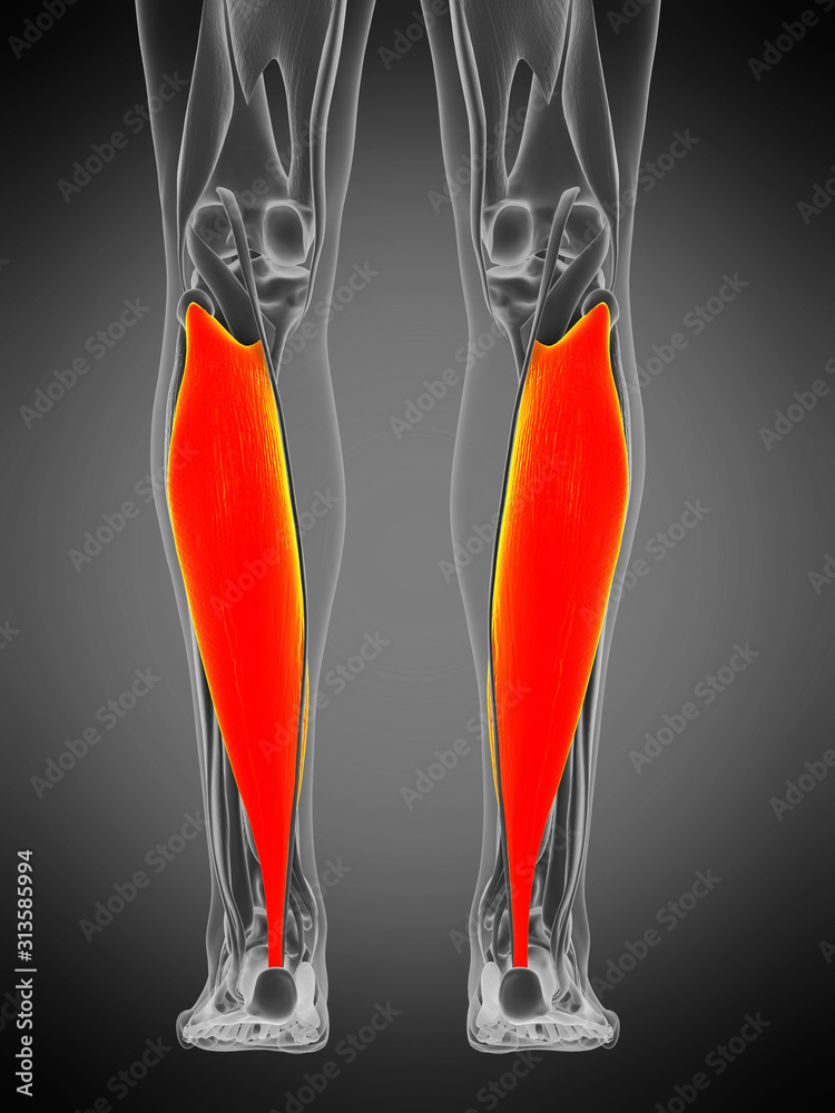3d rendered medically accurate muscle anatomy illustration - soleus 3d rendered medically accurate muscle anatomy illustration - soleus