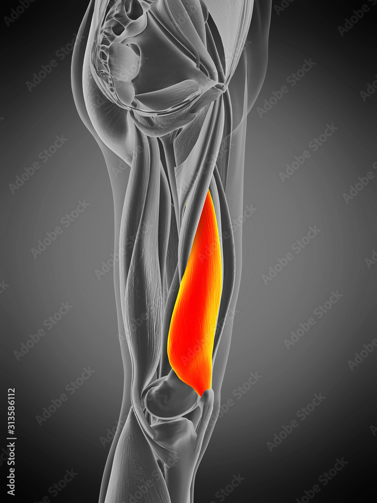 3d rendered medically accurate muscle anatomy illustration - vastus medialis 3d rendered medically accurate muscle anatomy illustration - vastus medialis
