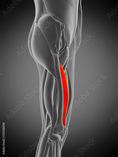 3d rendered medically accurate muscle anatomy illustration - vastus medialis