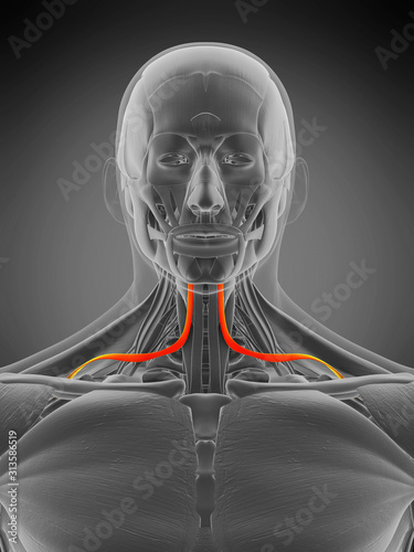 3d rendered medically accurate muscle anatomy illustration - omohyoid photo