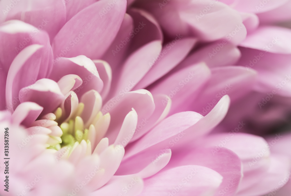 Abstract floral background, pink chrysanthemum flower. Macro flowers backdrop for holiday brand design Abstract floral background, pink chrysanthemum flower. Macro flowers backdrop for holiday brand design