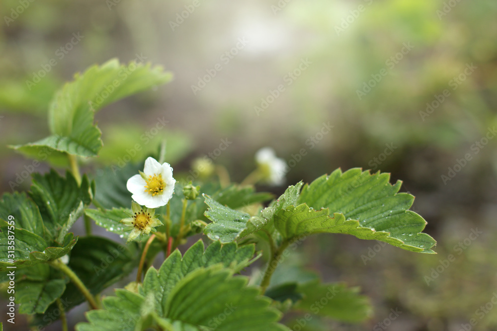 bush of blooming strawberries with drops after rain in a spring garden. ecological berry cultivation bush of blooming strawberries with drops after rain in a spring garden. ecological berry cultivation