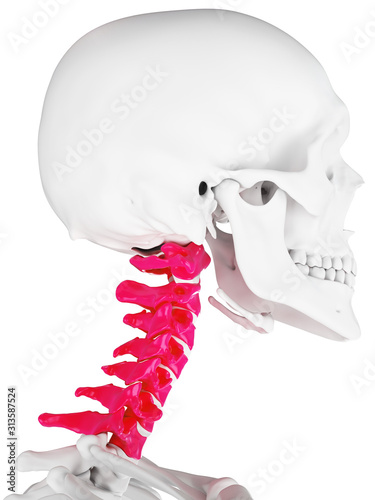 3d rendered medically accurate illustration of the cervical spine photo
