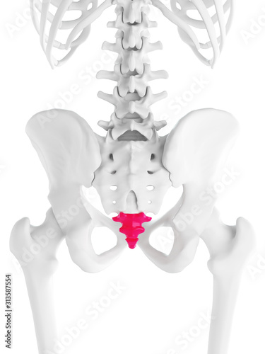 3d rendered medically accurate illustration of the coccyx photo