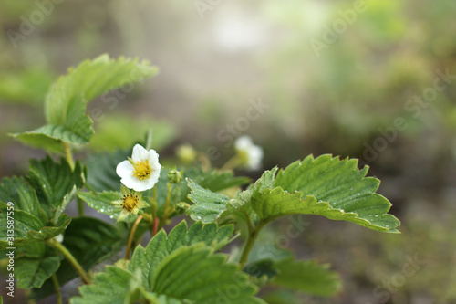 bush of blooming strawberries with drops after rain in a spring garden. ecological berry cultivation