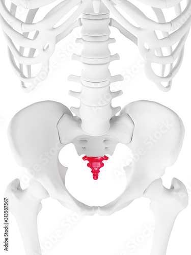 3d rendered medically accurate illustration of the coccyx photo