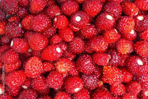 bright ripe wild strawberries isolated - many small berries-close-up
