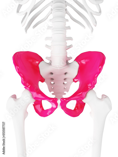 3d rendered medically accurate illustration of the hip photo