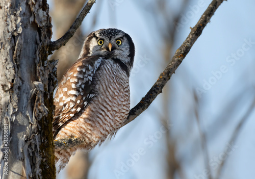 Northern Hawk-Owl (Surnia ulula) perched in a tree hunting in winter in Canada photo