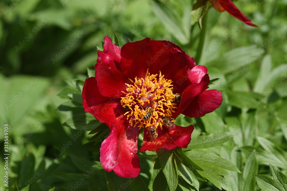 red peony with bees in the garden red peony with bees in the garden