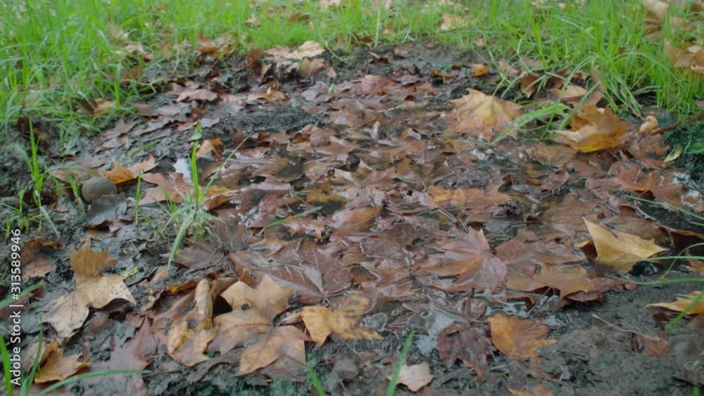 Water reflecting on puddle filled with leaves in grass, Closeup Detail Water reflecting on puddle filled with leaves in grass, Closeup Detail