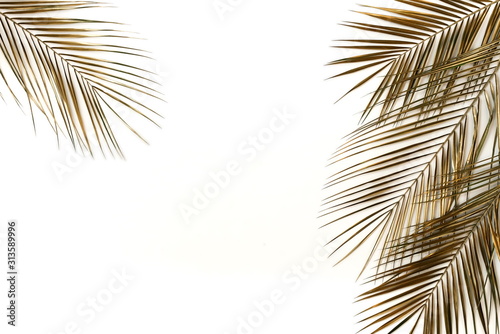 Gold palm leaves plant pattern frame isolated on a white background. top view...