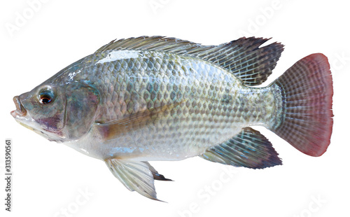 Tilapia Isolated on white background. With clipping path.