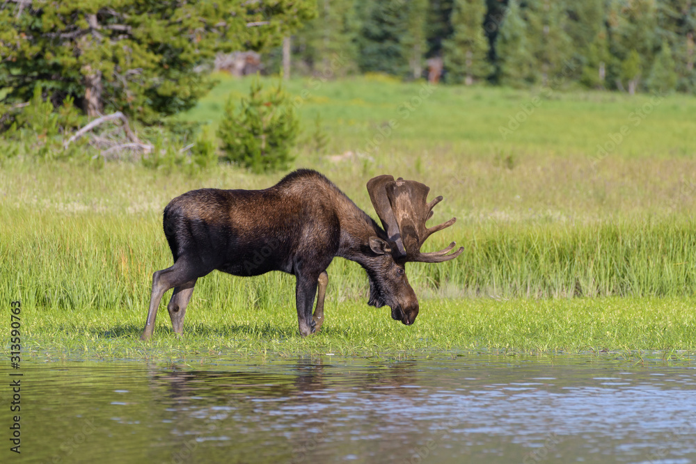 Shiras Moose in the Rocky Mountains of Colorado Shiras Moose in the Rocky Mountains of Colorado
