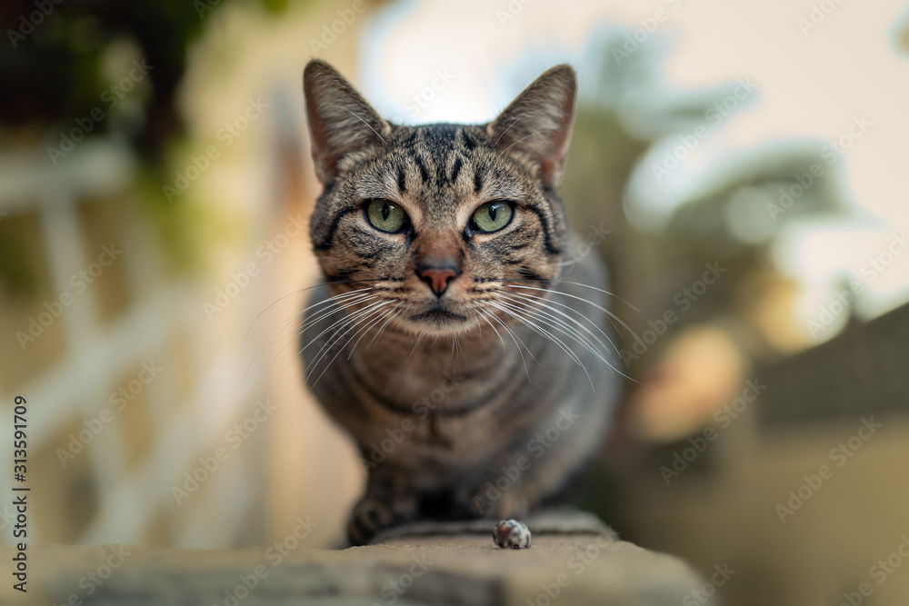 Gato gris sentado en una pared mira a la cámara profundamente. bokeh de fondo