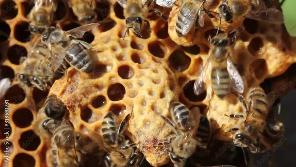 Life and reproduction of bees. Bees opened cocoon queen bee Life and reproduction of bees. Bees opened cocoon queen bee