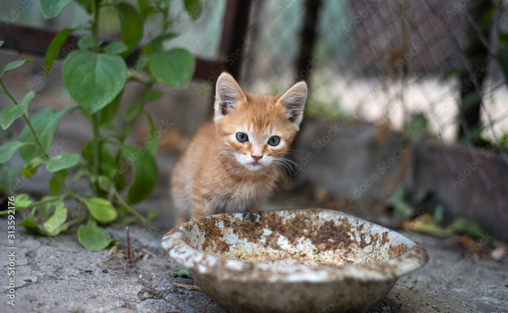 Lonely kitten near an empty bowl Lonely kitten near an empty bowl