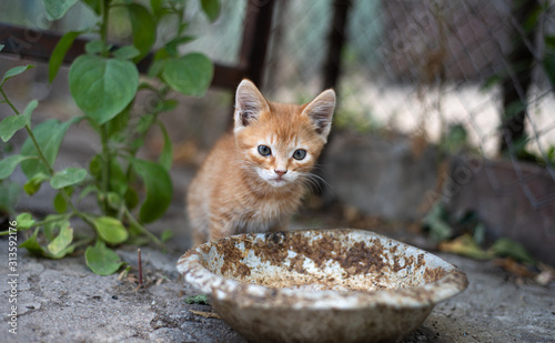 Lonely kitten near an empty bowl