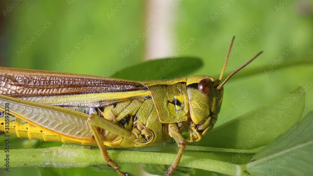 Video portrait of a Grasshopper very close-up. Large Marsh Grasshopper (Stethophyma grossum) Video portrait of a Grasshopper very close-up. Large Marsh Grasshopper (Stethophyma grossum)