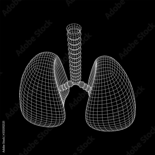Lungs with trachea bronchi internal organ human. Pulmonology medicine science technology concept. Wireframe low poly mesh vector illustration