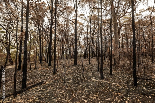 Burnt trees in bush fire Australia