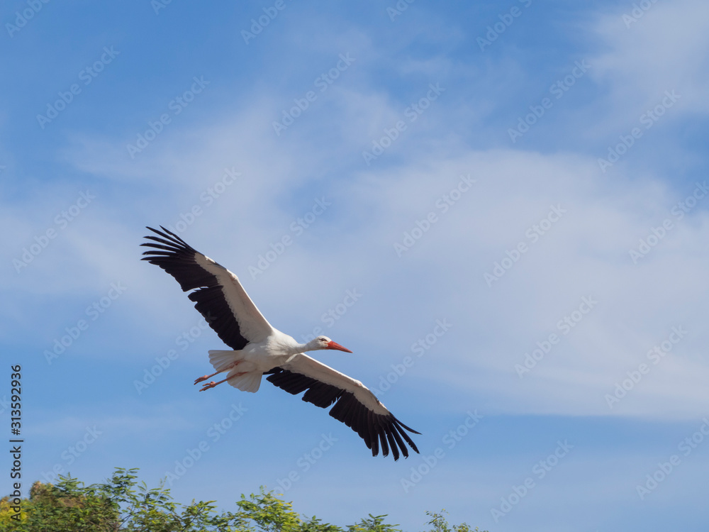 Obraz premium ciconia ciconia flying