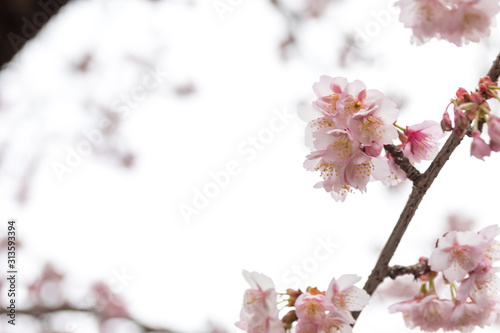 あたみ桜 photo