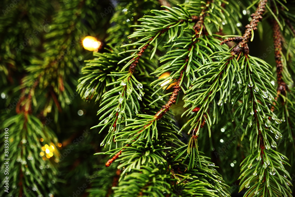 Pine tree branches with green needles and rain drops