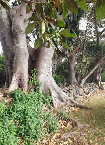 roots of a tree