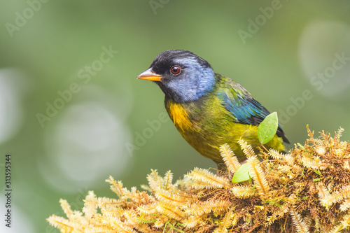 Moss-backed Tanager - Bangsia edwardsi, beautiful colored tanager from western Andean slopes, Amagusa, Ecuador. photo