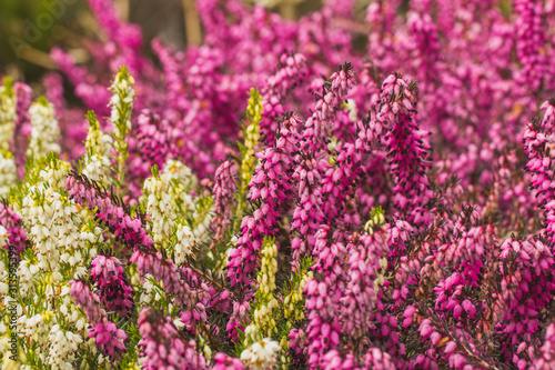 Natural blurred flowers background. Calluna vulgaris 'Marlies' - pink and white bell heather.