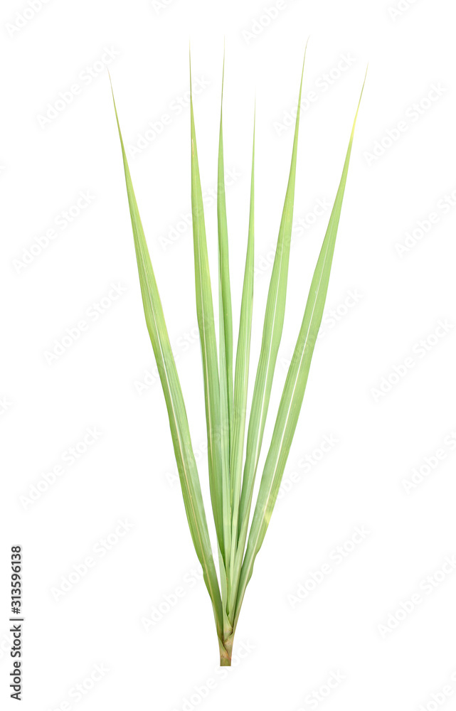 Green cane leaves are arranged beautifully on a white background clipping path.