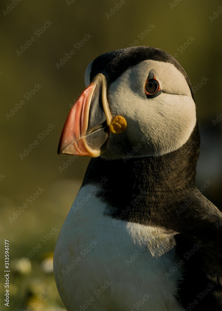 Naklejka premium Atlantic puffin portrait