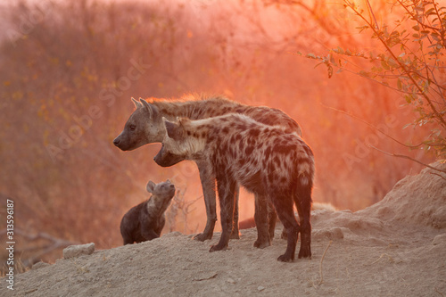 spotted hyenas with cub at den