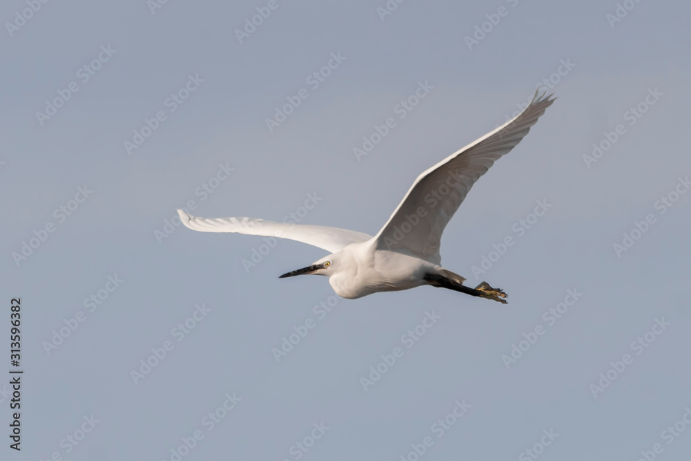 Little egret Little egret